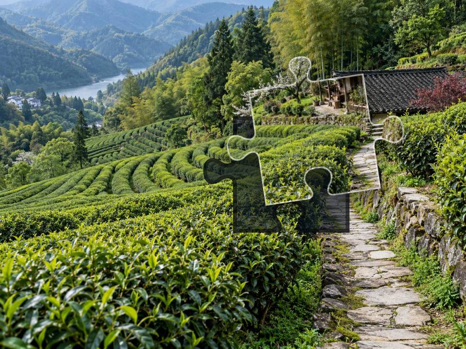 Curving green tea terraces and a stone path leading toward a tiled-roof farm building.