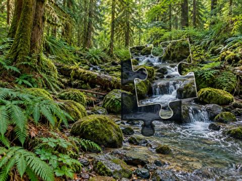 Forest stream flowing around moss-covered rocks beneath ferns and tall old trees.